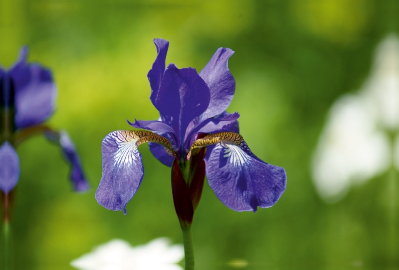 Iris