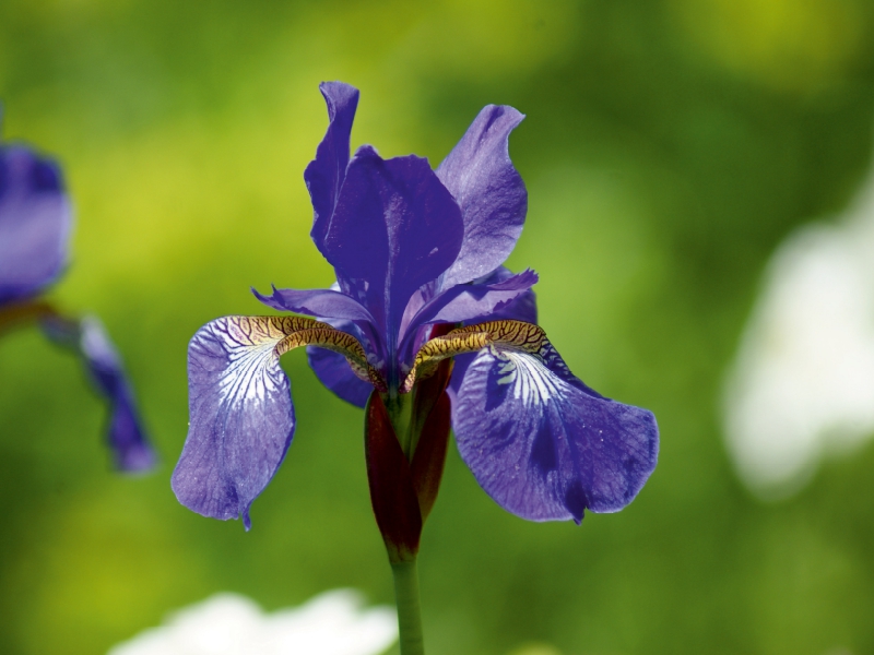 Iris