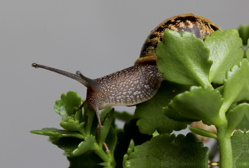 Cornu aspersum - gefleckte Weinbergschnecke