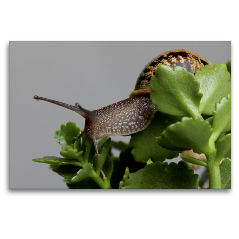 Cornu aspersum - gefleckte Weinbergschnecke