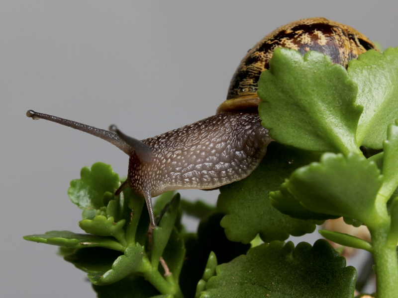 Cornu aspersum - gefleckte Weinbergschnecke