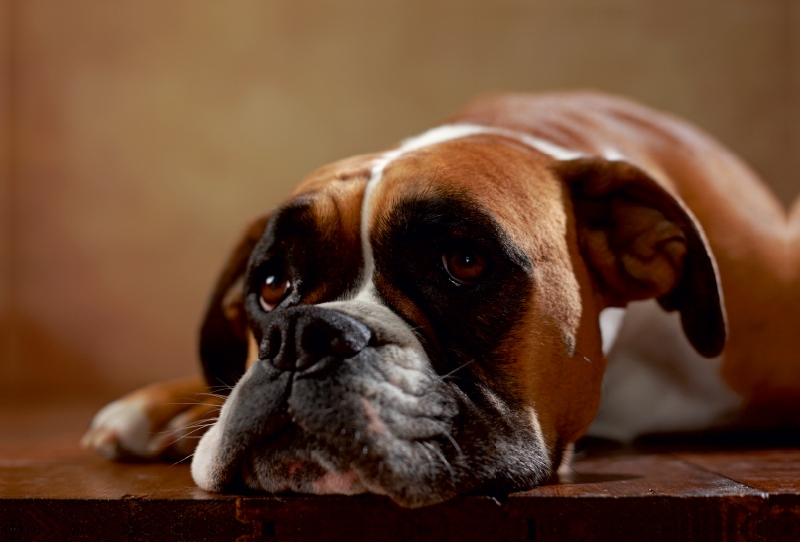 Maja - Amerikanischer Boxer, 3 Jahre