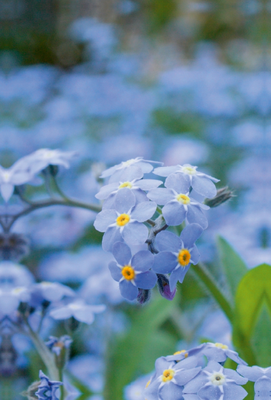 Vergissmeinnicht (Myosotis)