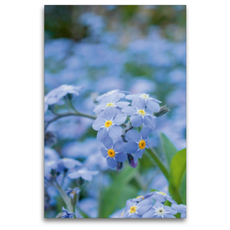 Vergissmeinnicht (Myosotis)