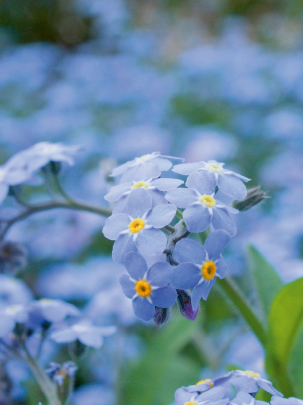 Vergissmeinnicht (Myosotis)