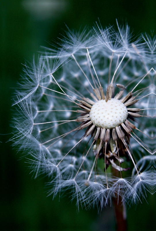 Pusteblume