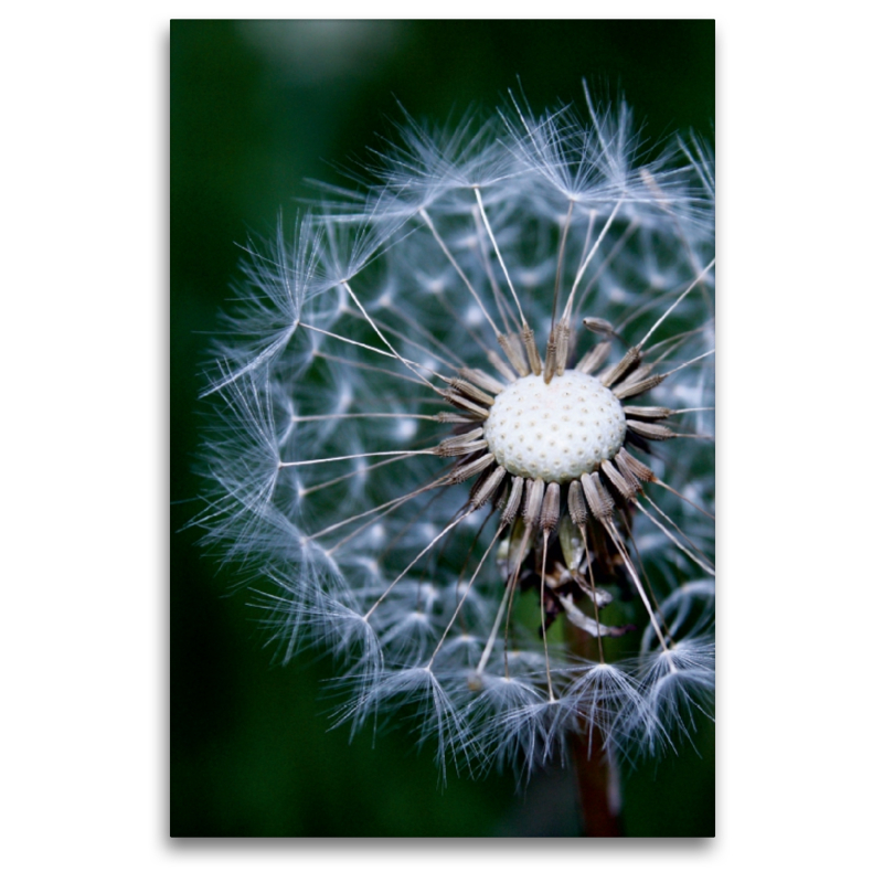 Pusteblume