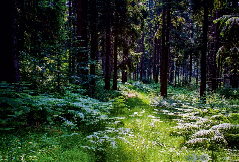 Nationalpark Schwarzwald