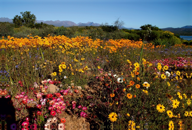 Blühende Halbwüste, Namaqualand, Südafrika