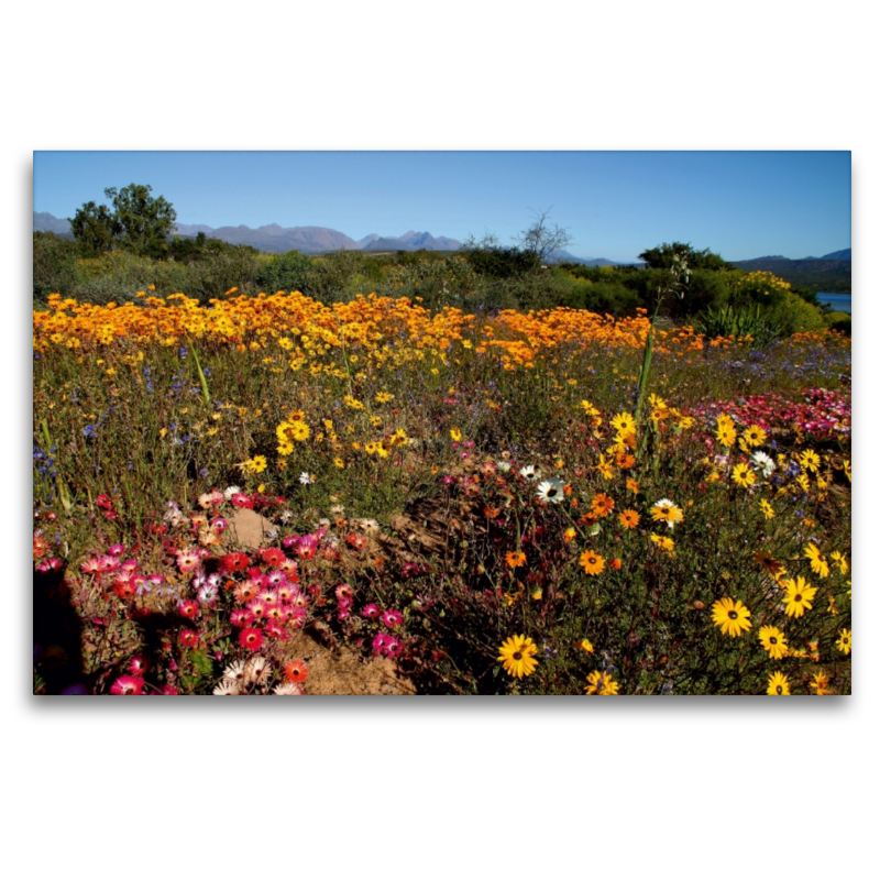 Blühende Halbwüste, Namaqualand, Südafrika