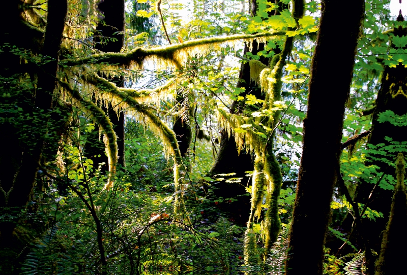 Regenwald im Olympic NP, USA