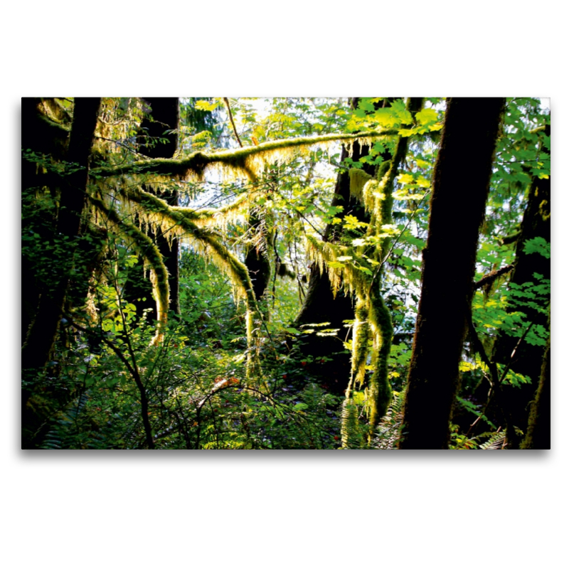 Regenwald im Olympic NP, USA