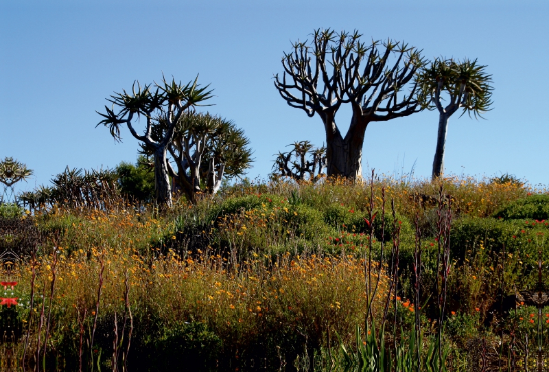 Köcherbaumwald im blühenden Namaqualand, Südafrika