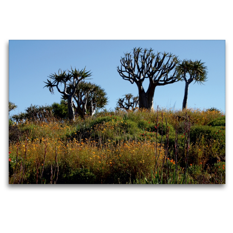 Köcherbaumwald im blühenden Namaqualand, Südafrika