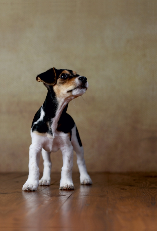 Liu - Jack Russel-Terrier, 10 Wochen