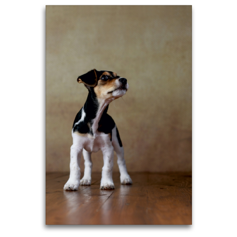 Liu - Jack Russel-Terrier, 10 Wochen