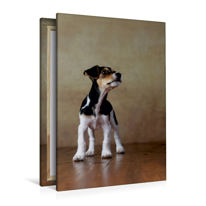 Liu - Jack Russel-Terrier, 10 Wochen