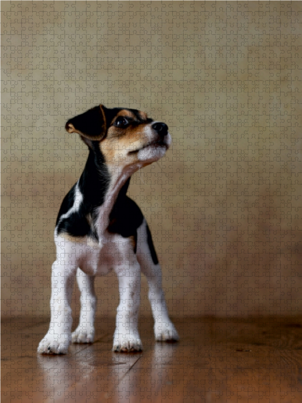 Liu - Jack Russel-Terrier, 10 Wochen