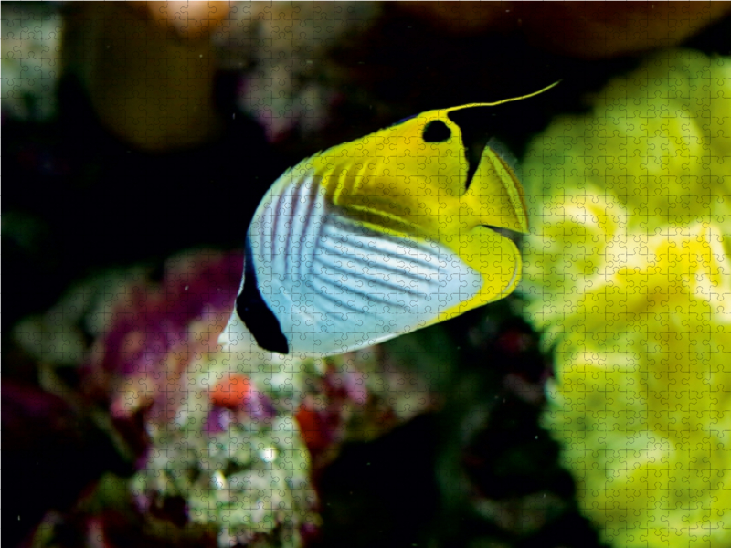 Ein Motiv aus dem Kalender 'Riffbewohner - Bunte Fische, Anemonen und noch viel mehr'