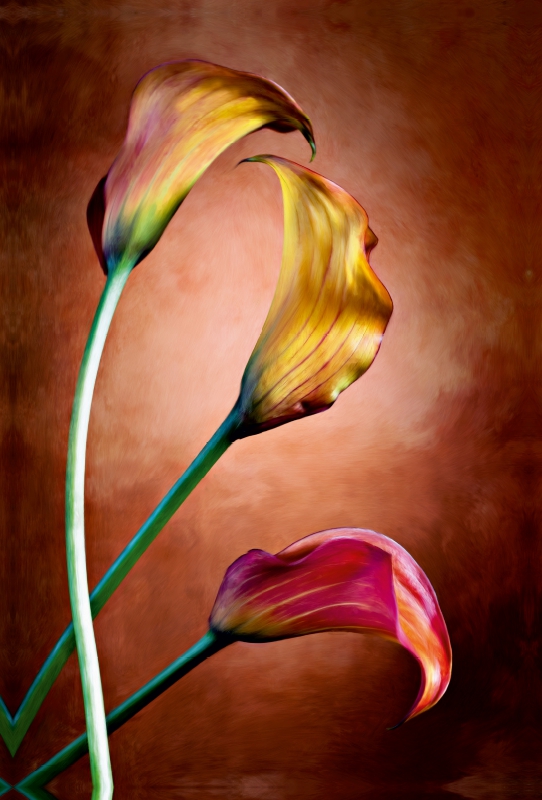 Zantedeschia Aethiopica, Calla Blumen