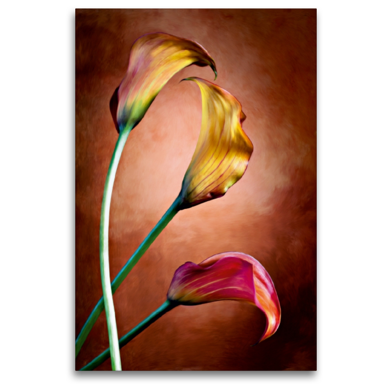 Zantedeschia Aethiopica, Calla Blumen