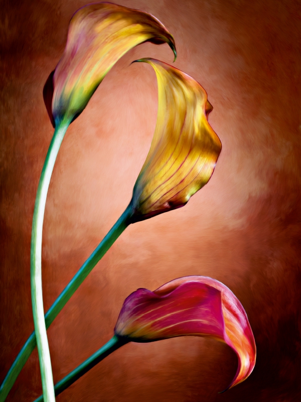 Zantedeschia Aethiopica, Calla Blumen