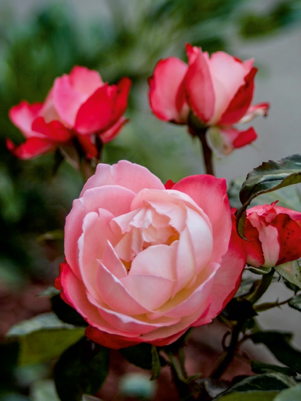 Ein Motiv aus dem Kalender Zauberhafte Rosen