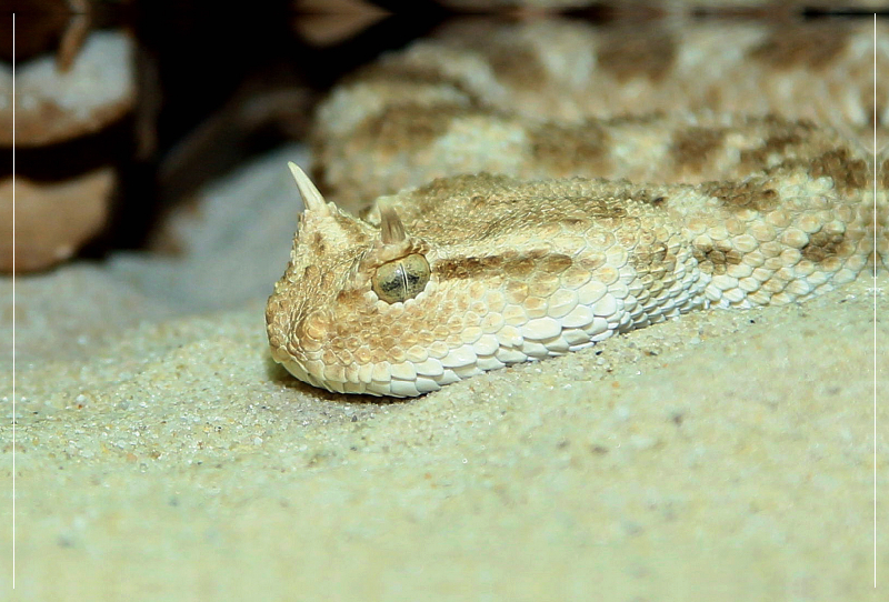 Gefährliche Schlangen - Hornviper