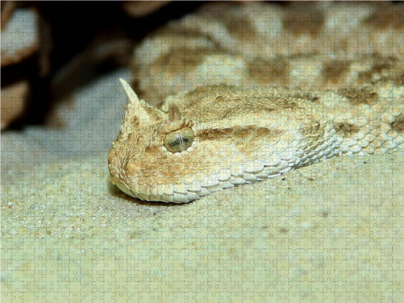 Gefährliche Schlangen - Hornviper