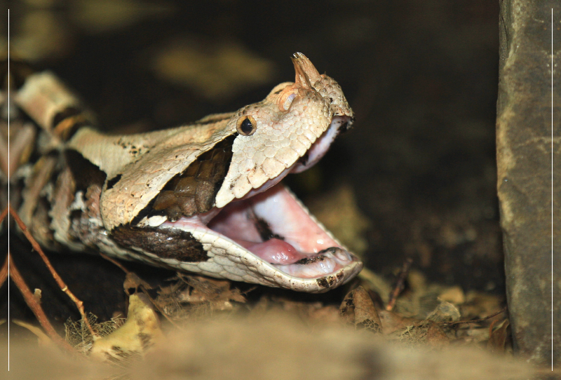 Gefährliche Schlangen - Gabunviper