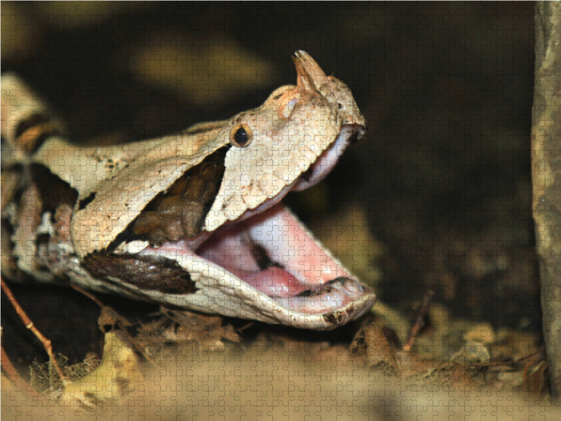 Gefährliche Schlangen - Gabunviper