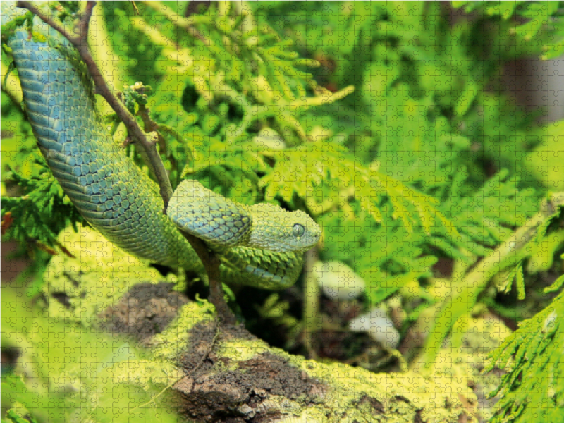 Gefährliche Schlangen -  Die Grüne Buschviper