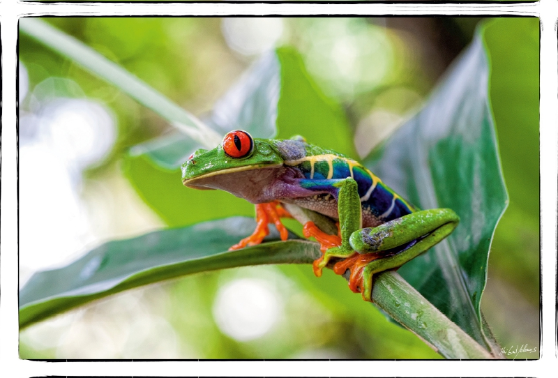 Rotaugenlaubfrosch