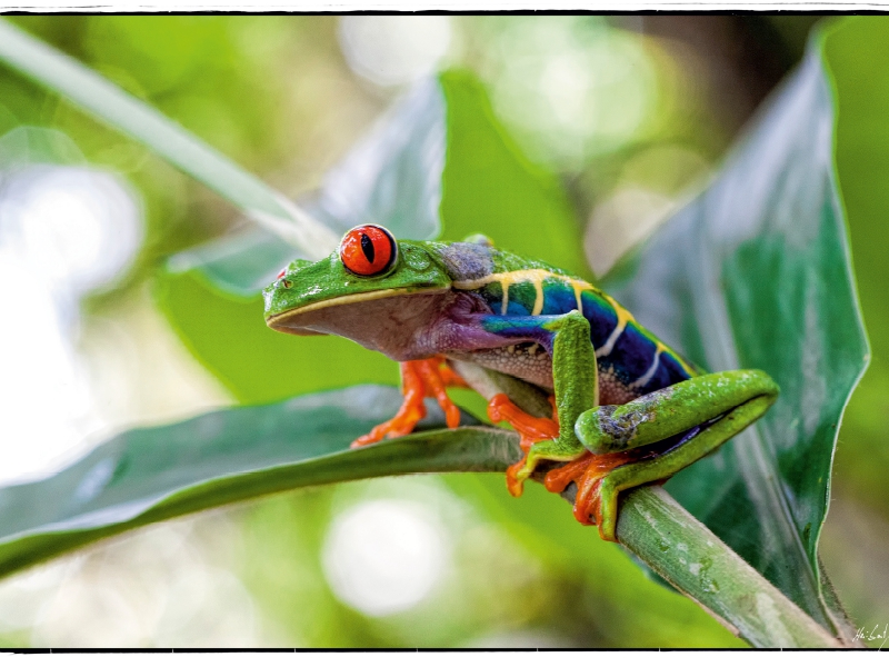 Rotaugenlaubfrosch