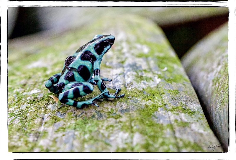 Pfeilgift,- Baumsteigerfrosch mit Kind auf dem Rücken