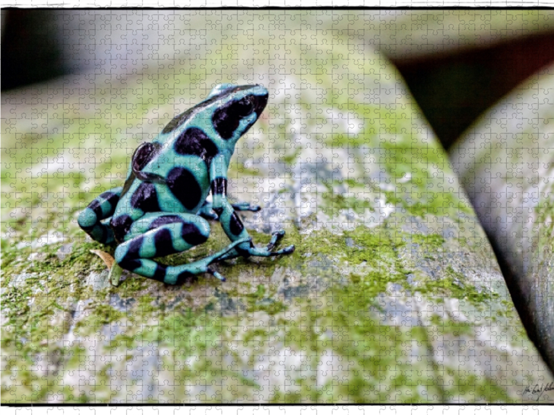 Pfeilgift,- Baumsteigerfrosch mit Kind auf dem Rücken