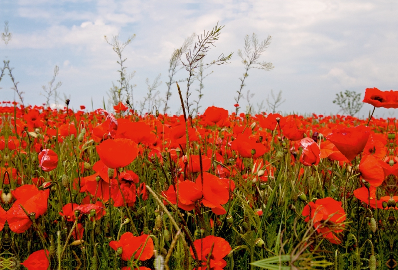 Ein Motiv aus dem Kalender 2017 Termine und Mohn