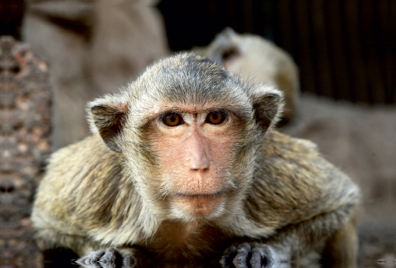 Thailand, Affe in Lopburi