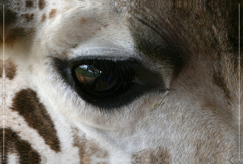 Giraffen – Augen-Blick