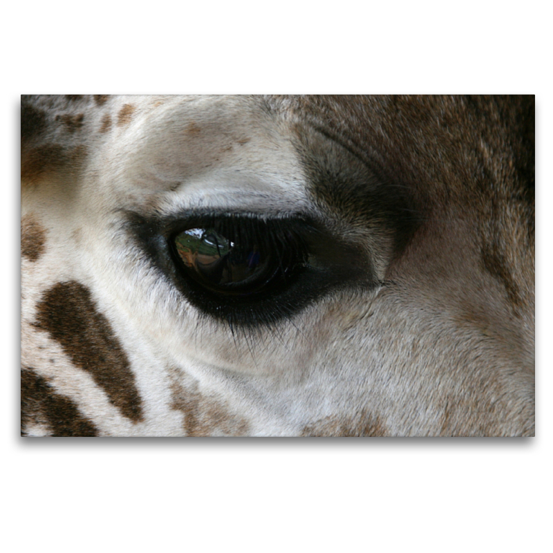 Giraffen – Augen-Blick