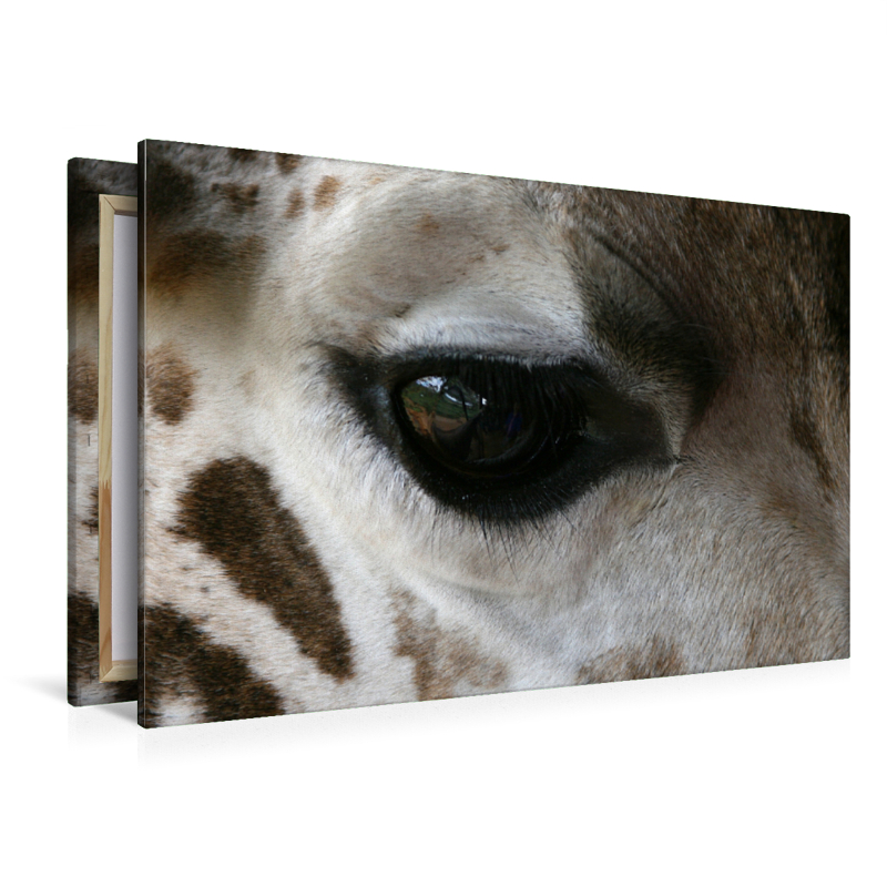 Giraffen – Augen-Blick