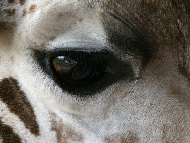 Giraffen – Augen-Blick