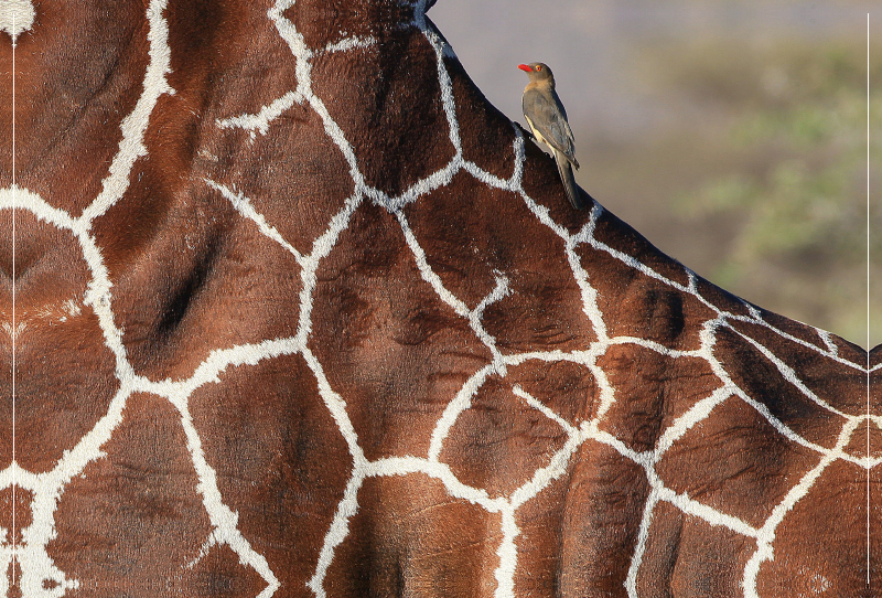 Giraffen – Sanftheit und Anmut (1)