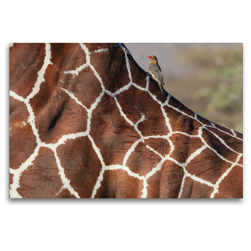 Giraffen – Sanftheit und Anmut (1)