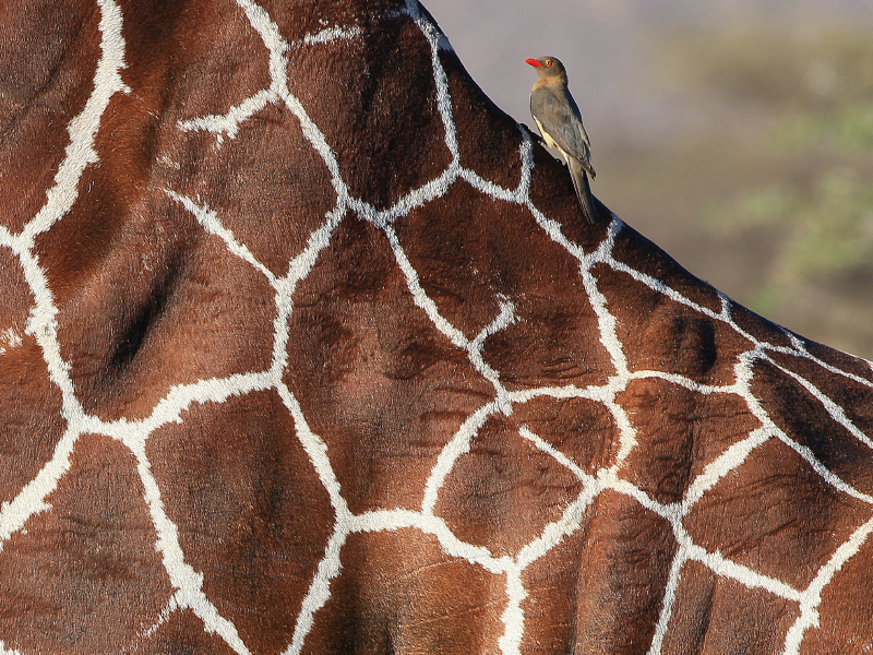 Giraffen – Sanftheit und Anmut (1)