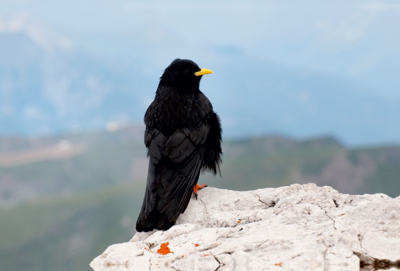 Alpendohle in den Dolomiten