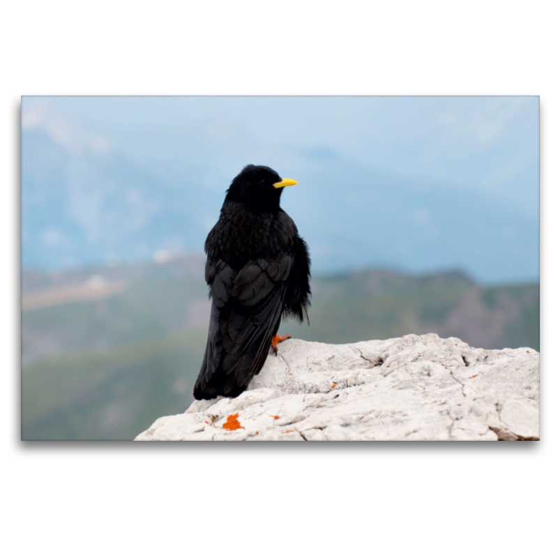 Alpendohle in den Dolomiten