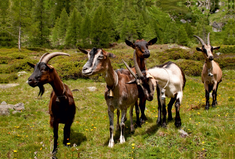 Neugierige Ziegenherde