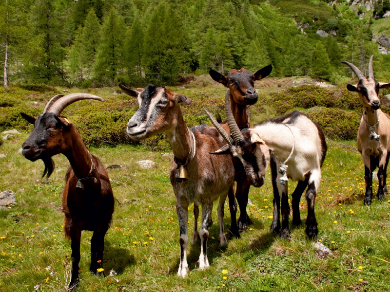 Neugierige Ziegenherde