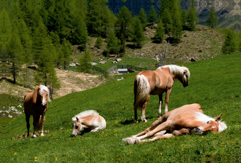 Haflinger Pferde in Rein in Taufers